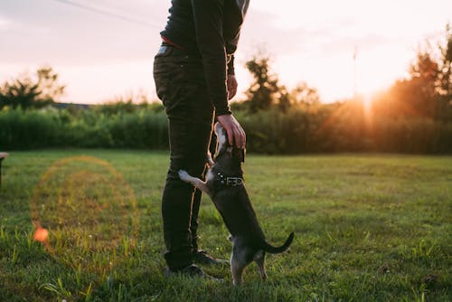 çim Alanında Köpeğin Yanında Duran Kişinin Fotoğrafı