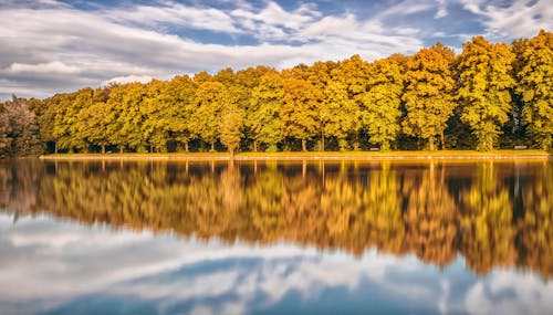 Brown Leafed Trees Near Lake