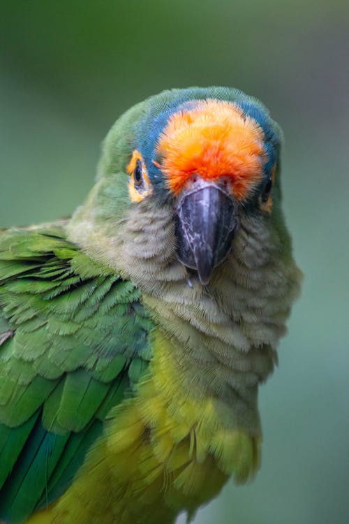 A close up of a green parrot with orange and red feathers