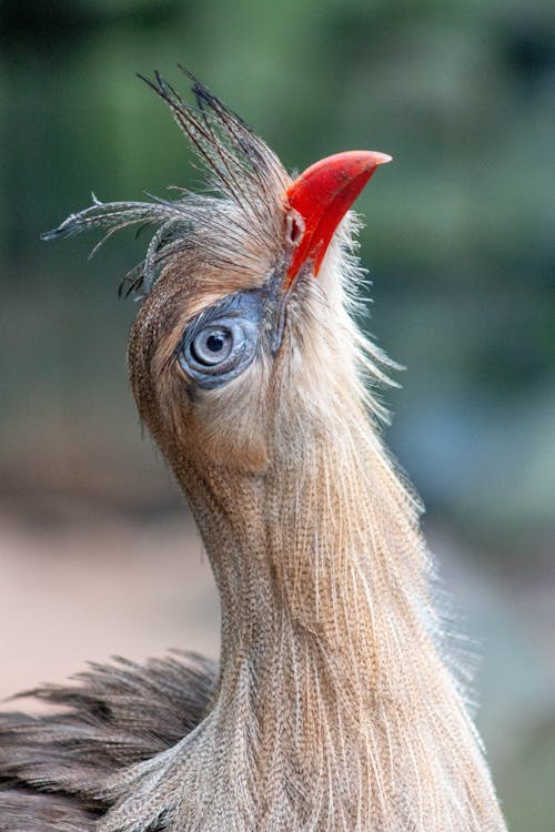 Foto profissional grátis de aviário, cabeça, cariama com crista