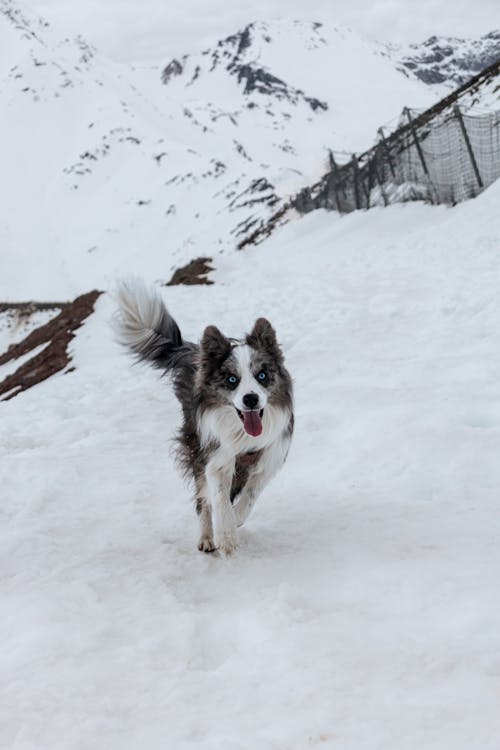 Foto stok gratis anjing, berlari, border collie