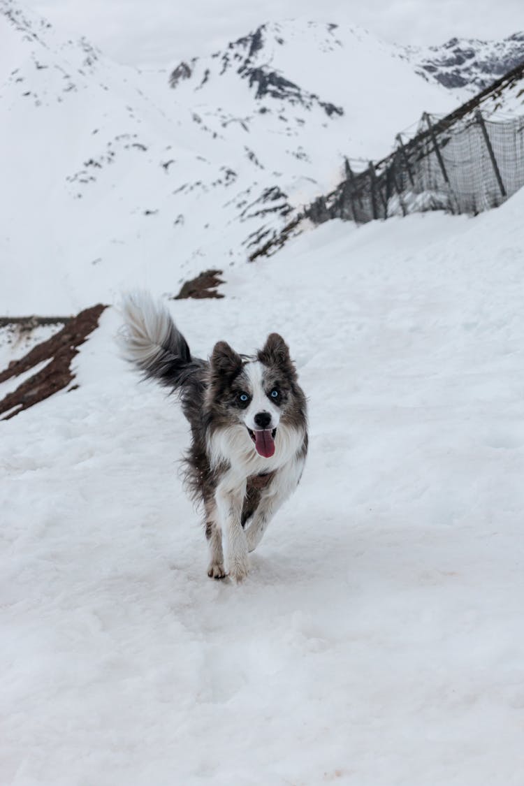 Border Collie Running In The Snow