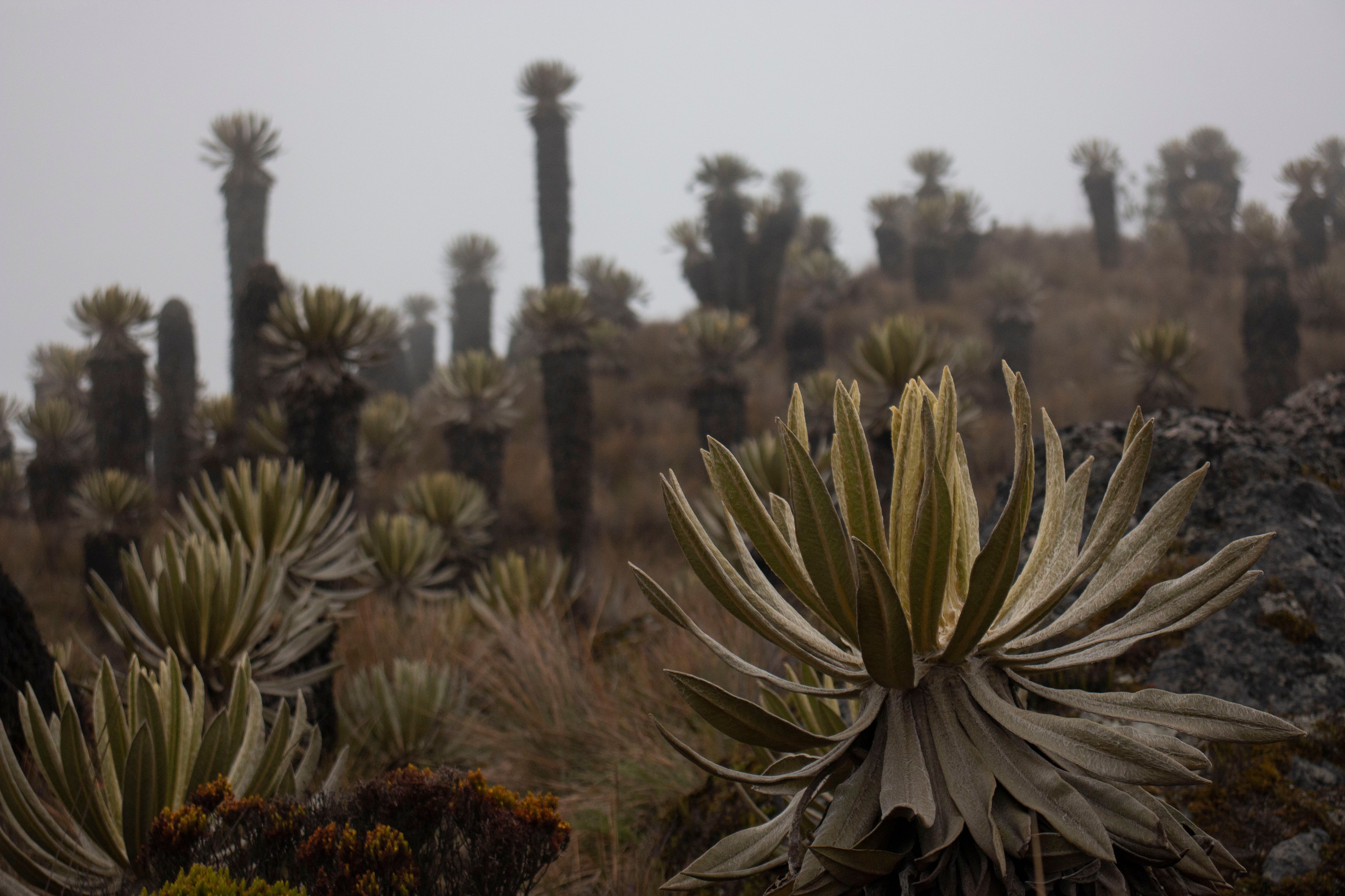 Chingaza National Park