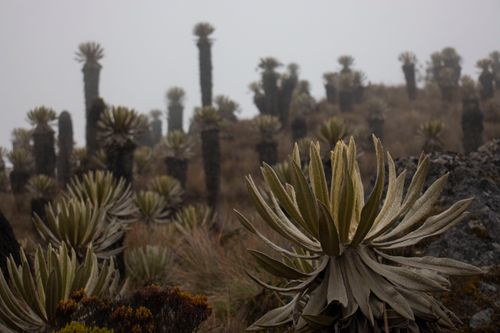 Free Scenic view of Espeletia plants in the misty paramo landscape of Manizales, Colombia. Stock Photo