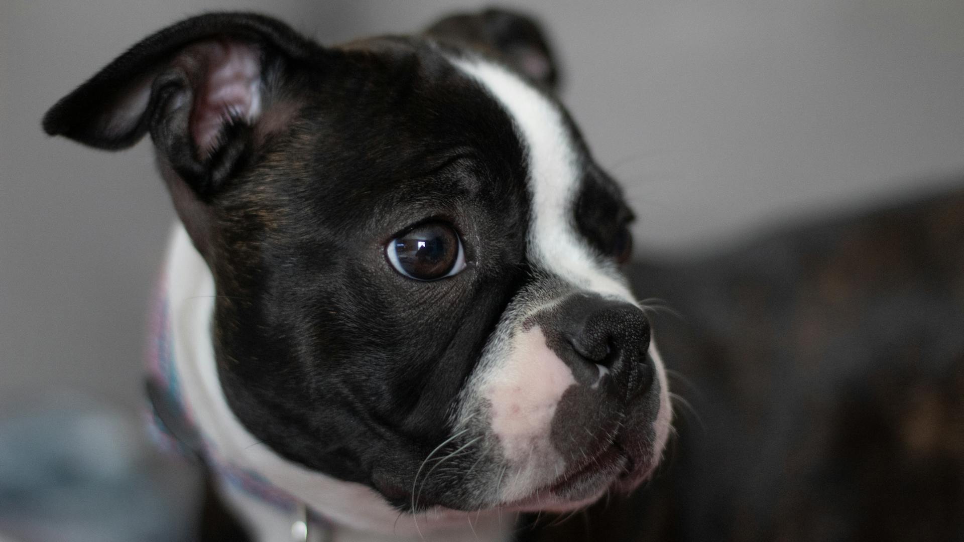 Adorable Boston Terrier