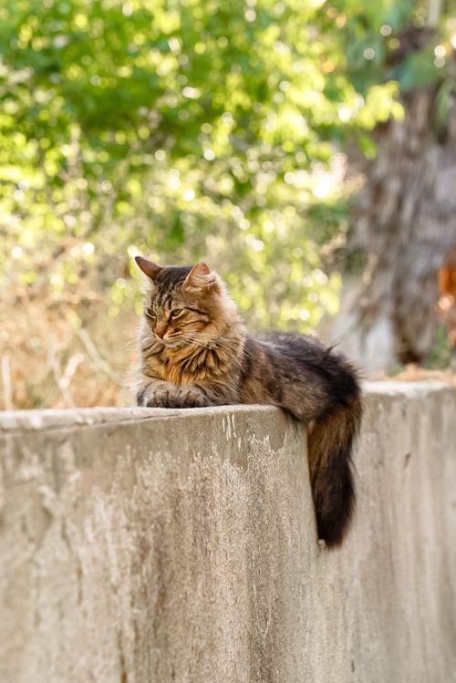 Free A fluffy cat lounges on a garden wall in a sunlit outdoor setting, showing a calm demeanor. Stock Photo