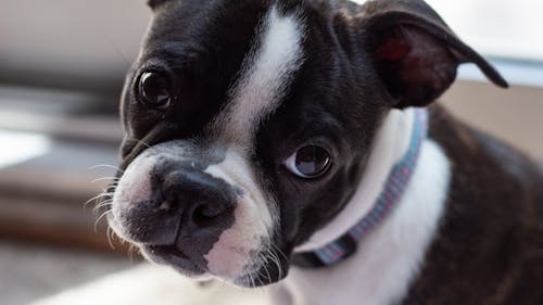 Boston terrier puppy