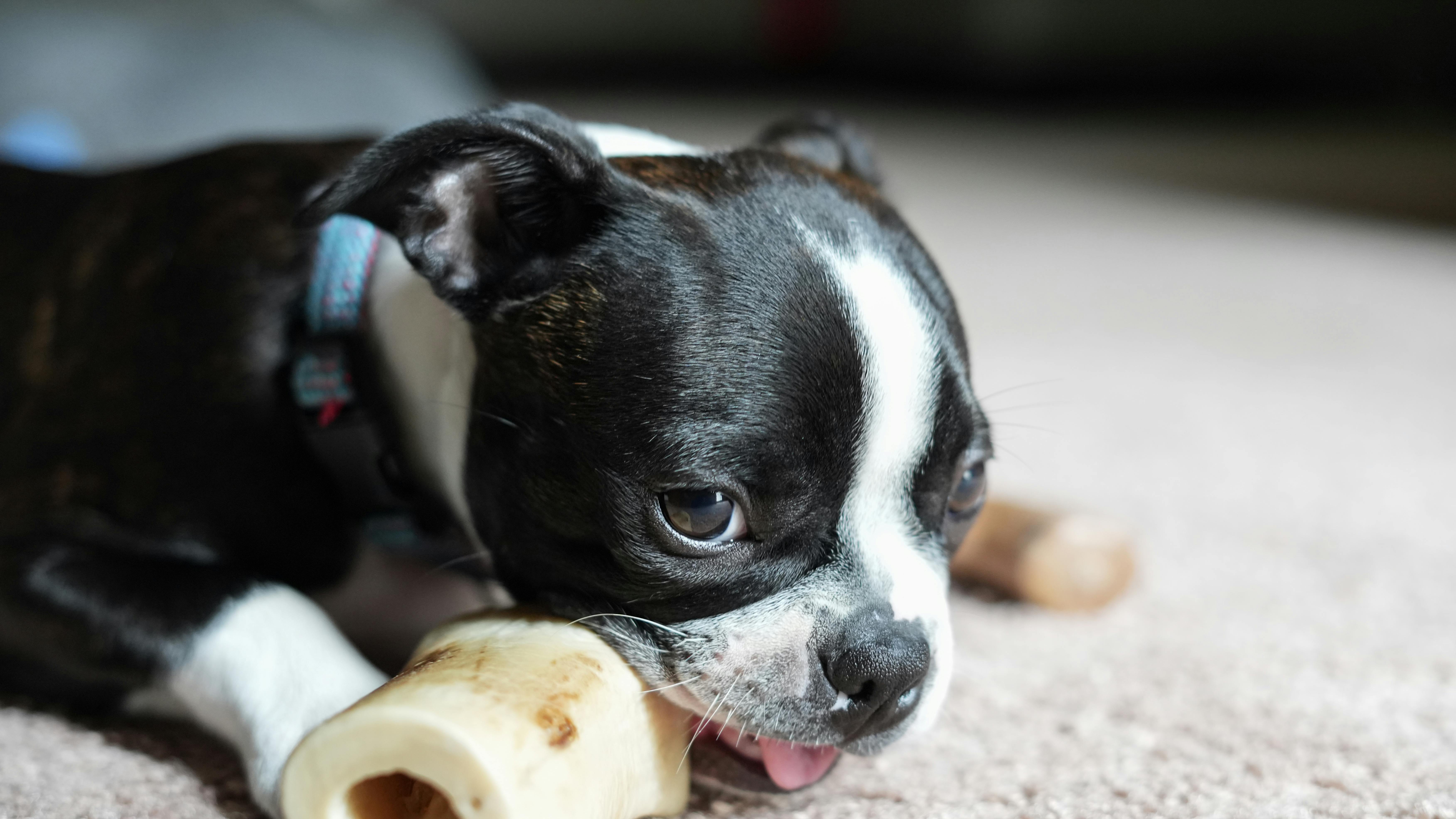 Little Boston Terrier Puppy Dog Biting on Bone