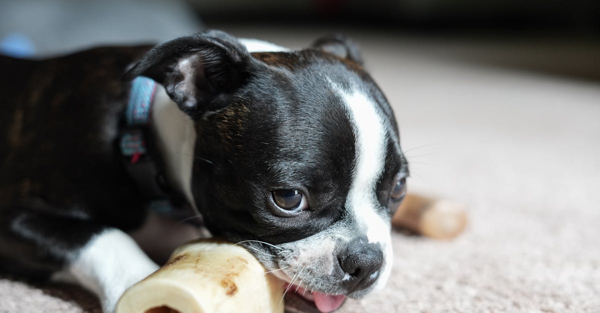 Girl Kissing Boston Terrier Puppy