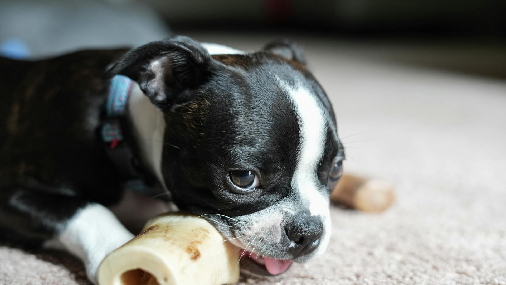 Liten Bostonterrier valp som biter på ben