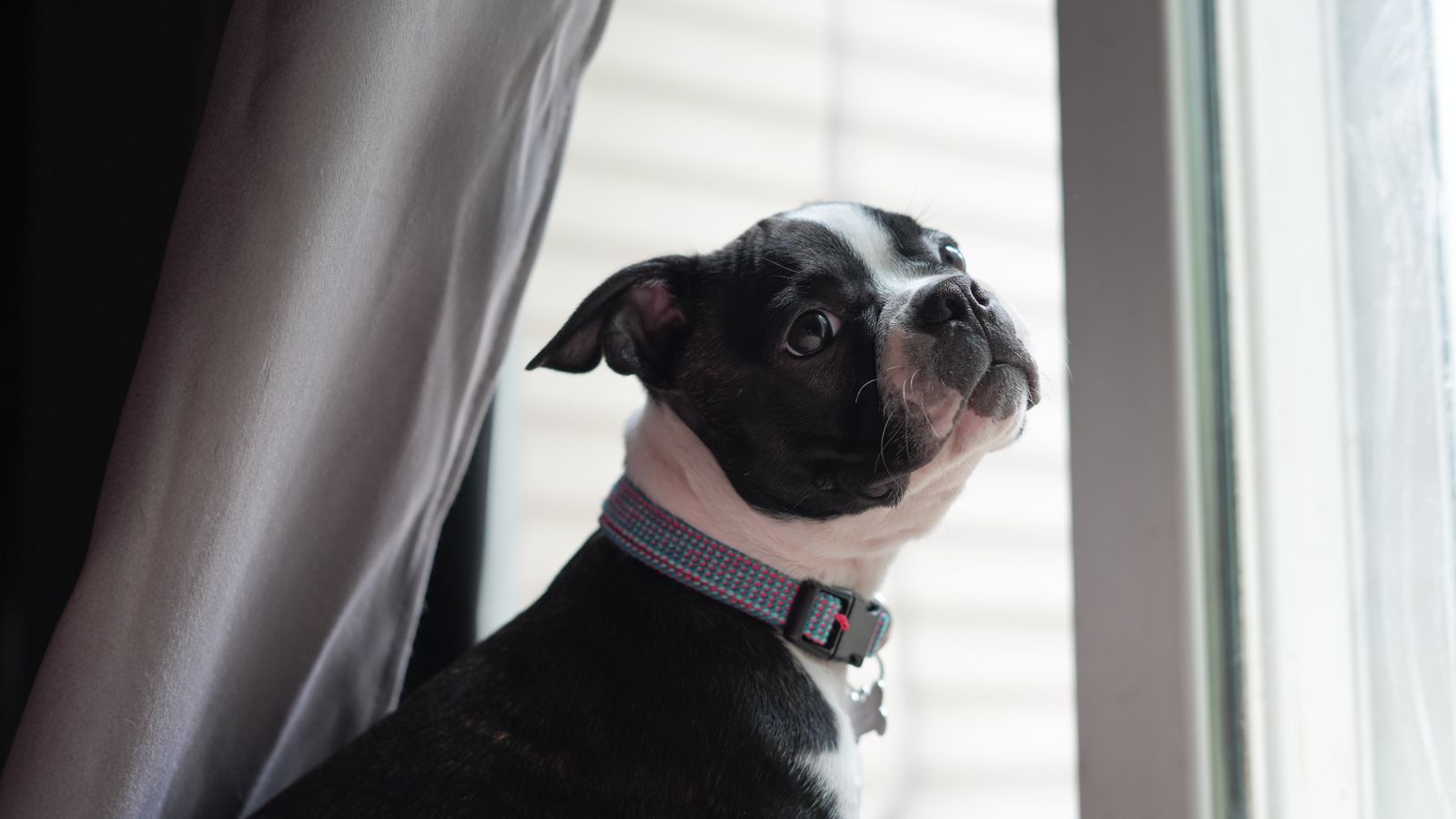 Boston Terrier looking out a window indoors