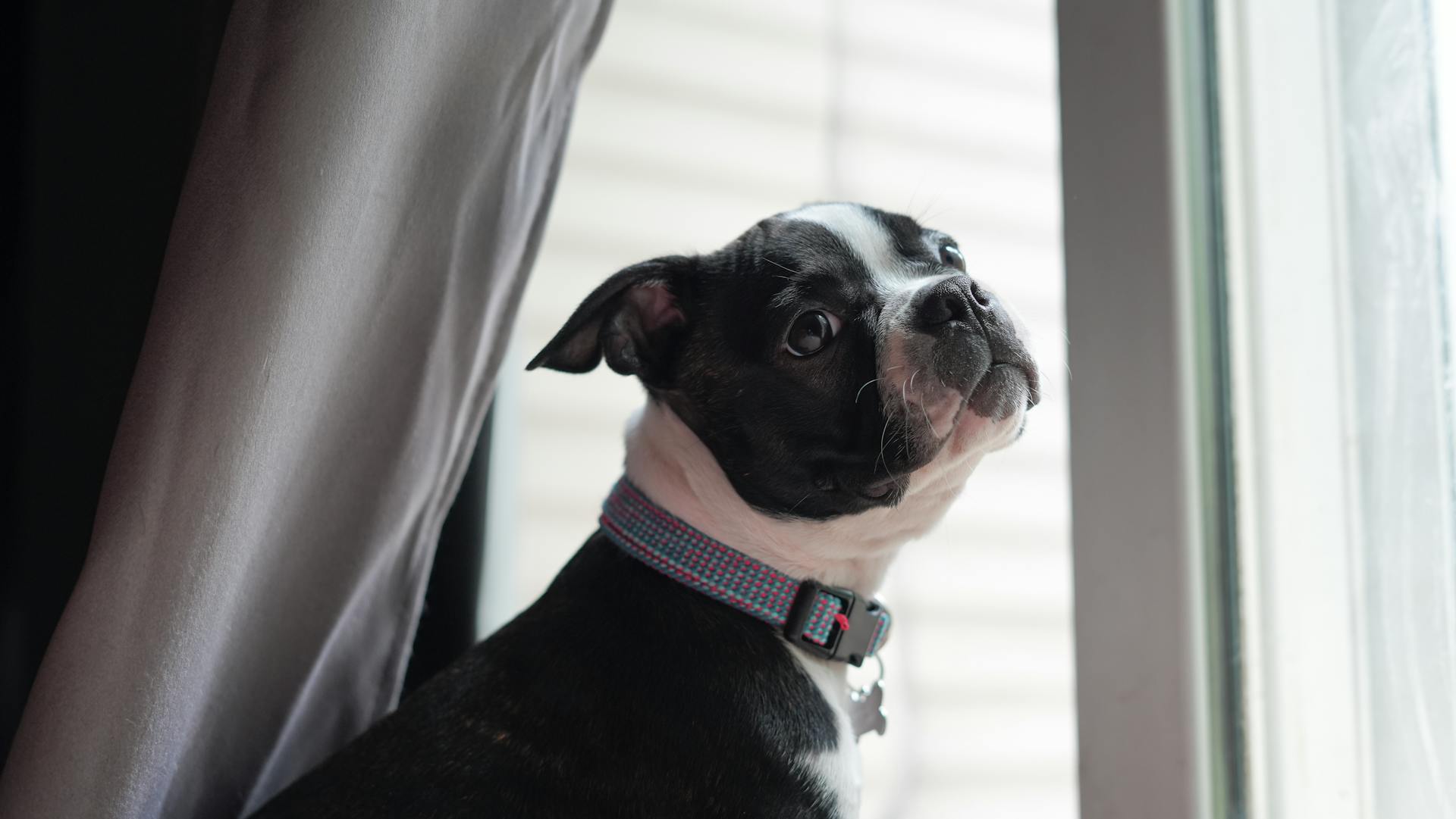 Boston Terrier by Window