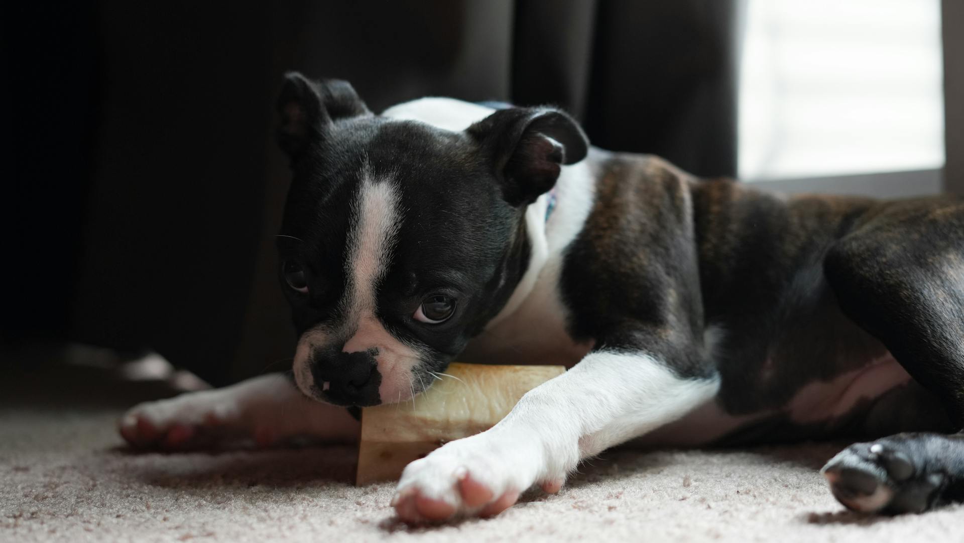 Boston Terrier with Bone