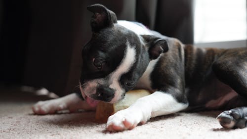 Boston terrier puppy