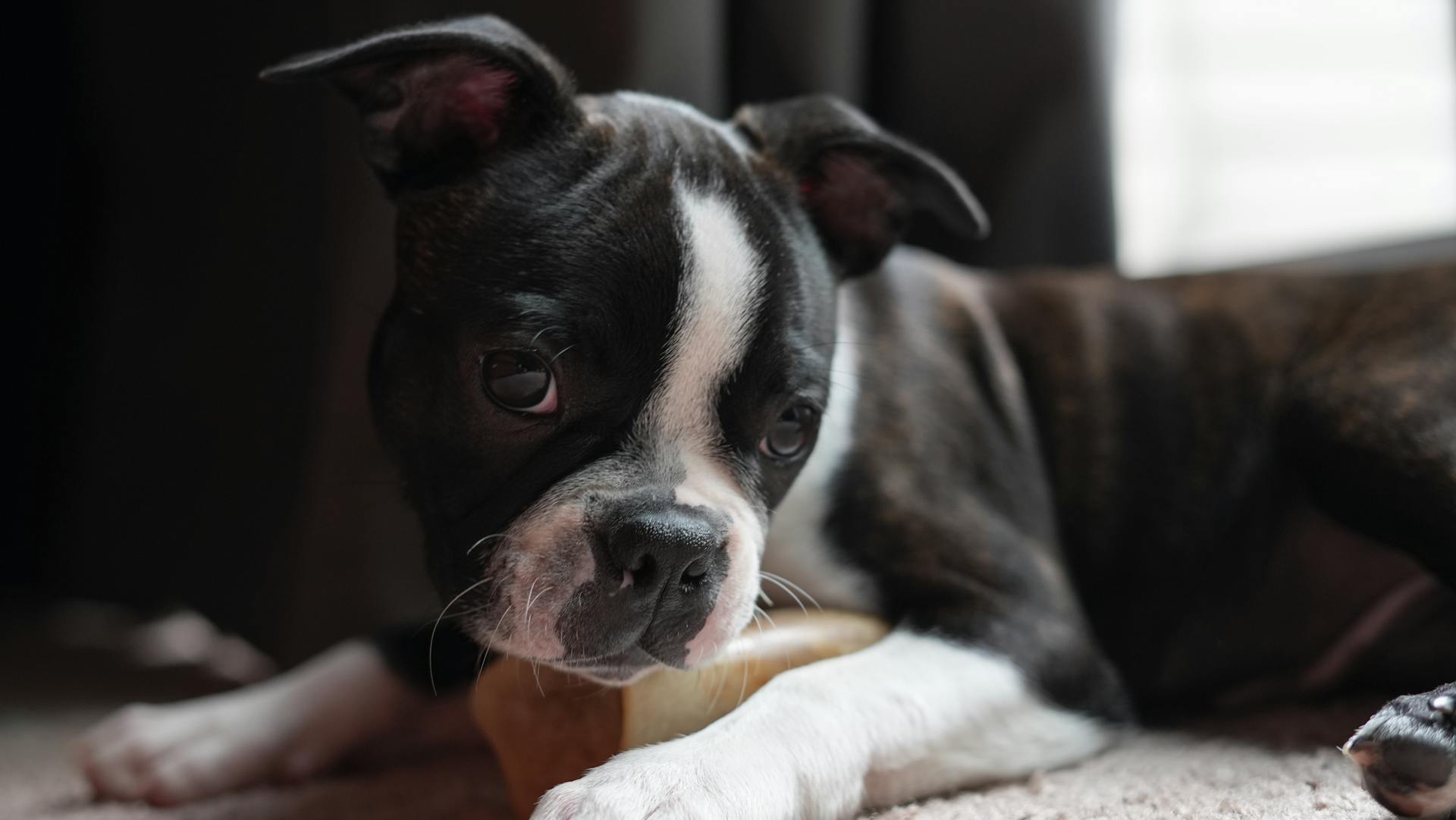 Söt bostonterrier på nära håll