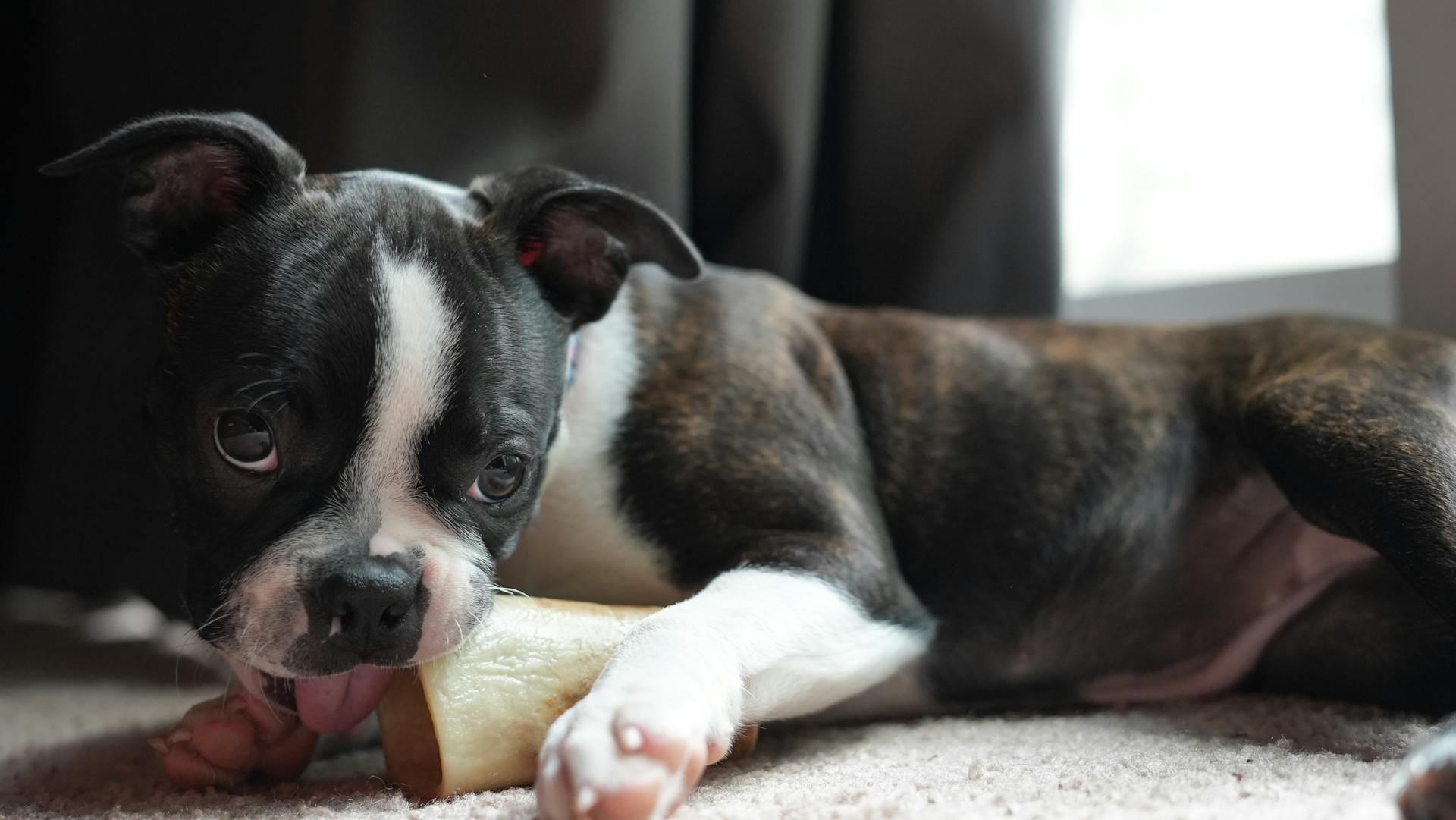 Boston Terrier Biting on Bone