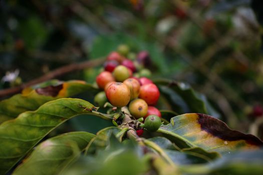 Coffee farm day trip (from Cartagena+) — Cartagena