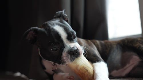 Boston terrier puppy