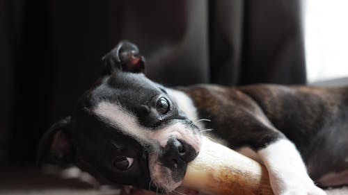 Boston terrier puppy