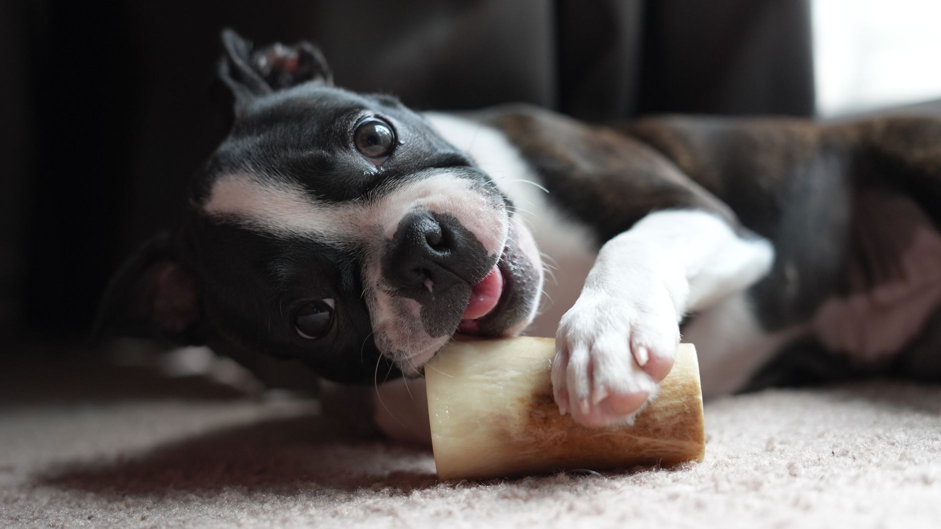 raw bones safe dogs
