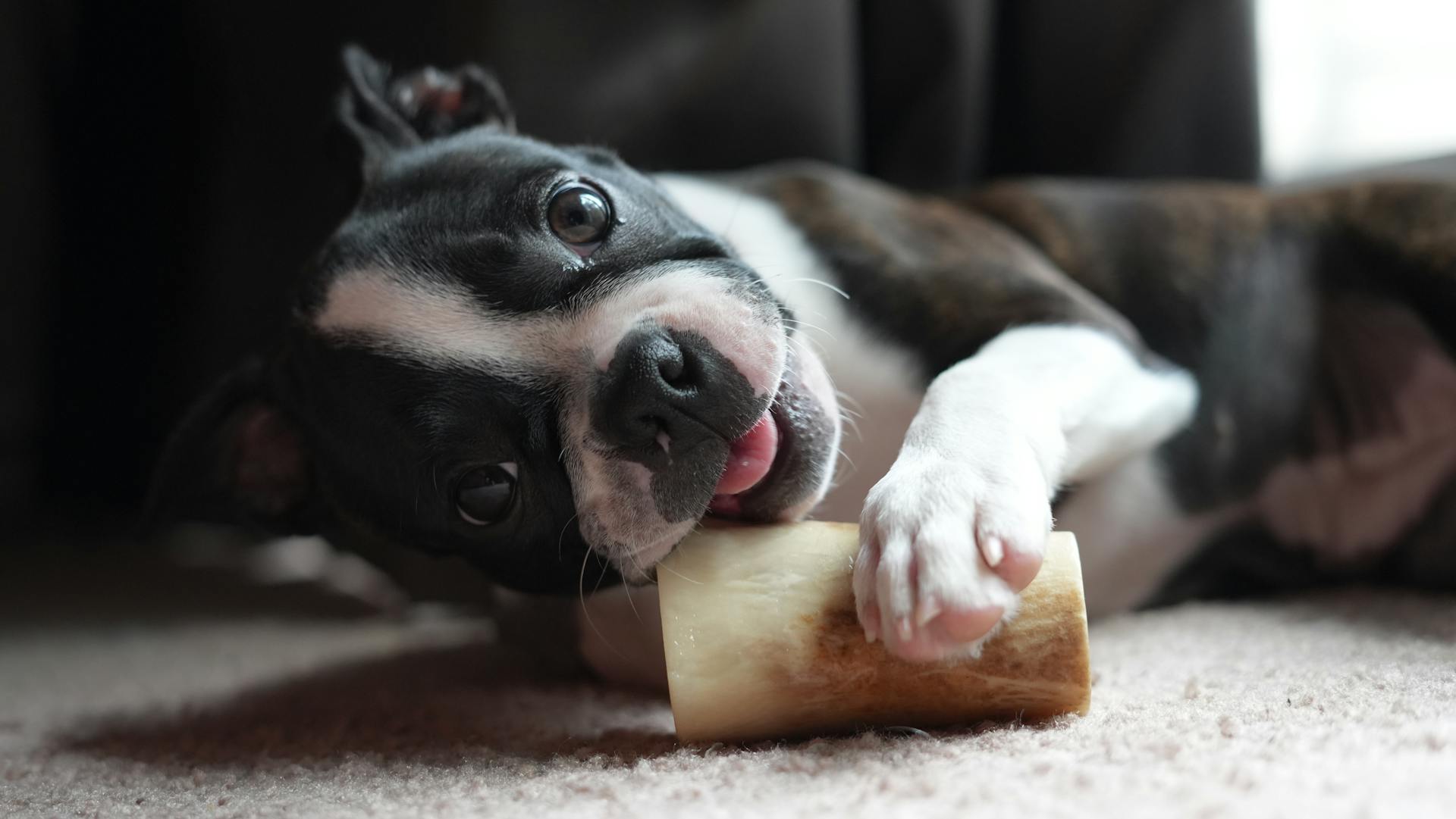 Boston Terrier Lying with Bone