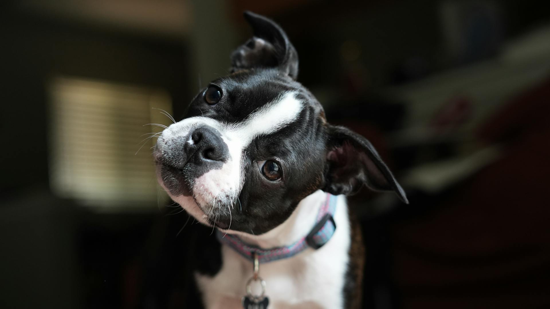 Head of Boston Terrier Dog