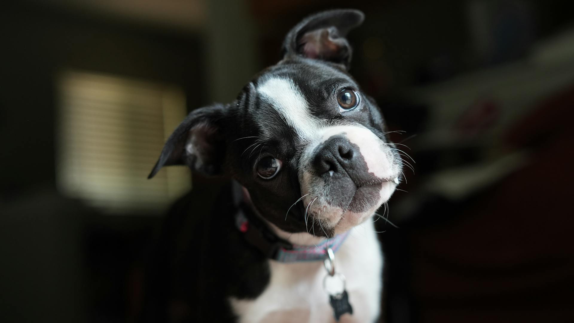 Boston Terrier Listening