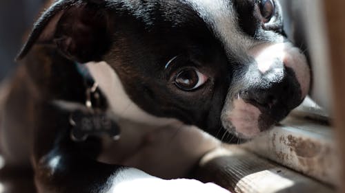 Boston terrier puppy