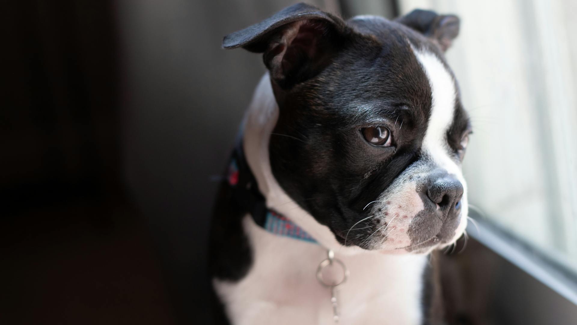 Cute Boston Terrier by Window