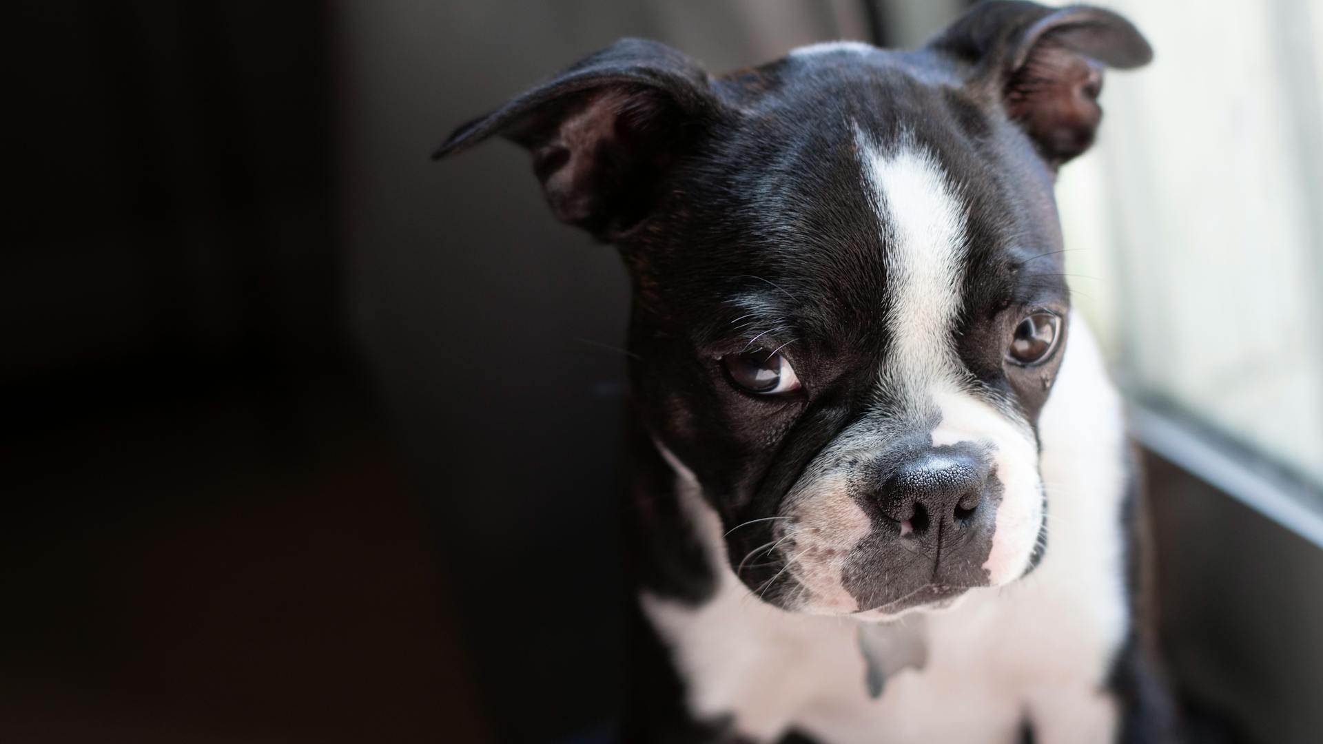 Bostonterrier på nära håll