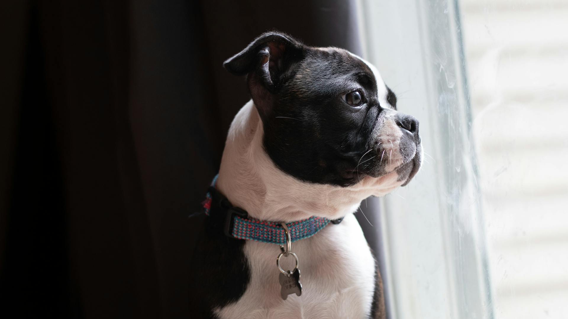 Boston Terrier Looking through Window