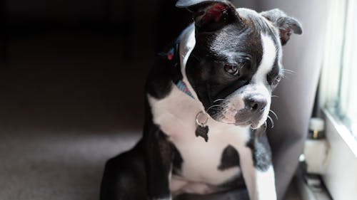 Boston terrier puppy