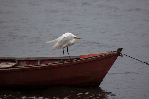 Free Elegant eastern great egret perched on a moored boat in Punta del Este, capturing the essence of wildlife and tranquility. Stock Photo