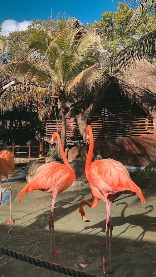 Flamingos rosas