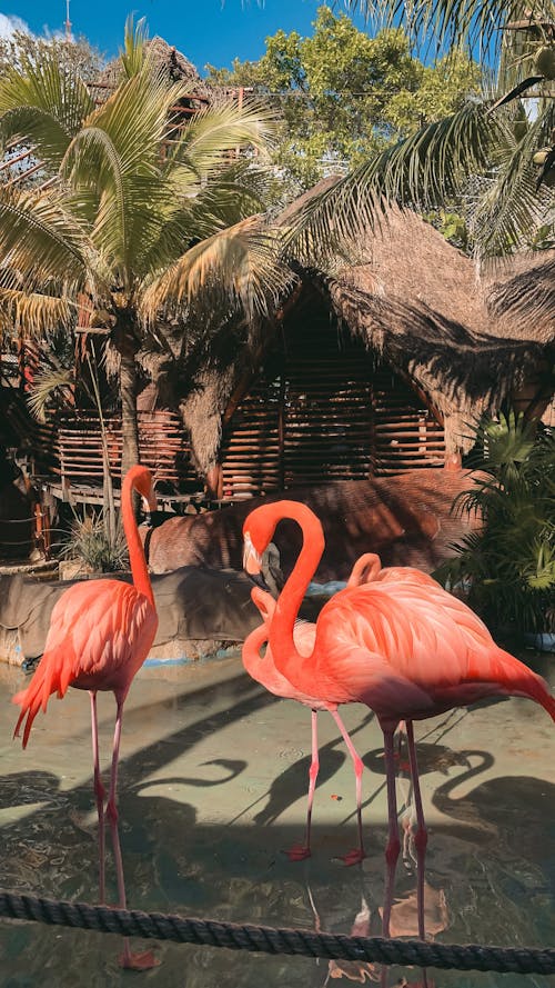 トロピカル, バハマ, ピンクフラミンゴの無料の写真素材