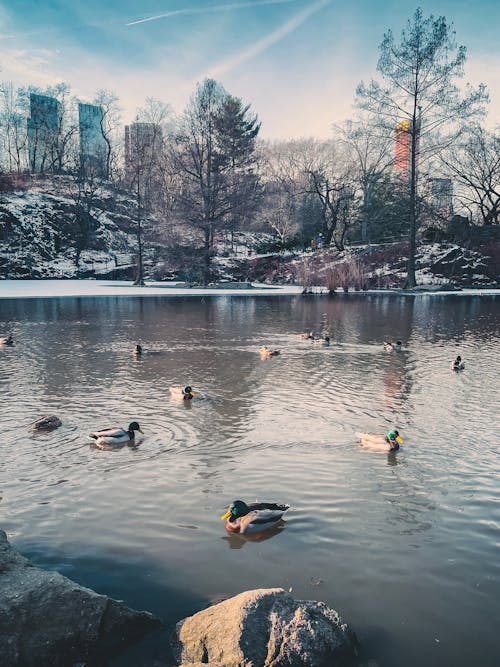 Lago no Central Park New York City