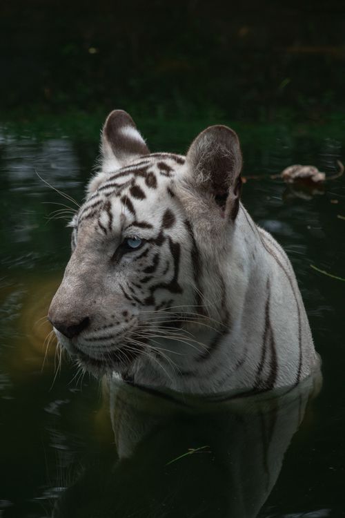 Free Close-up of a white tiger in a pond, showcasing wildlife beauty. Stock Photo