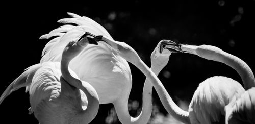 Free Captivating black and white photo of two flamingos interacting gracefully in nature. Stock Photo