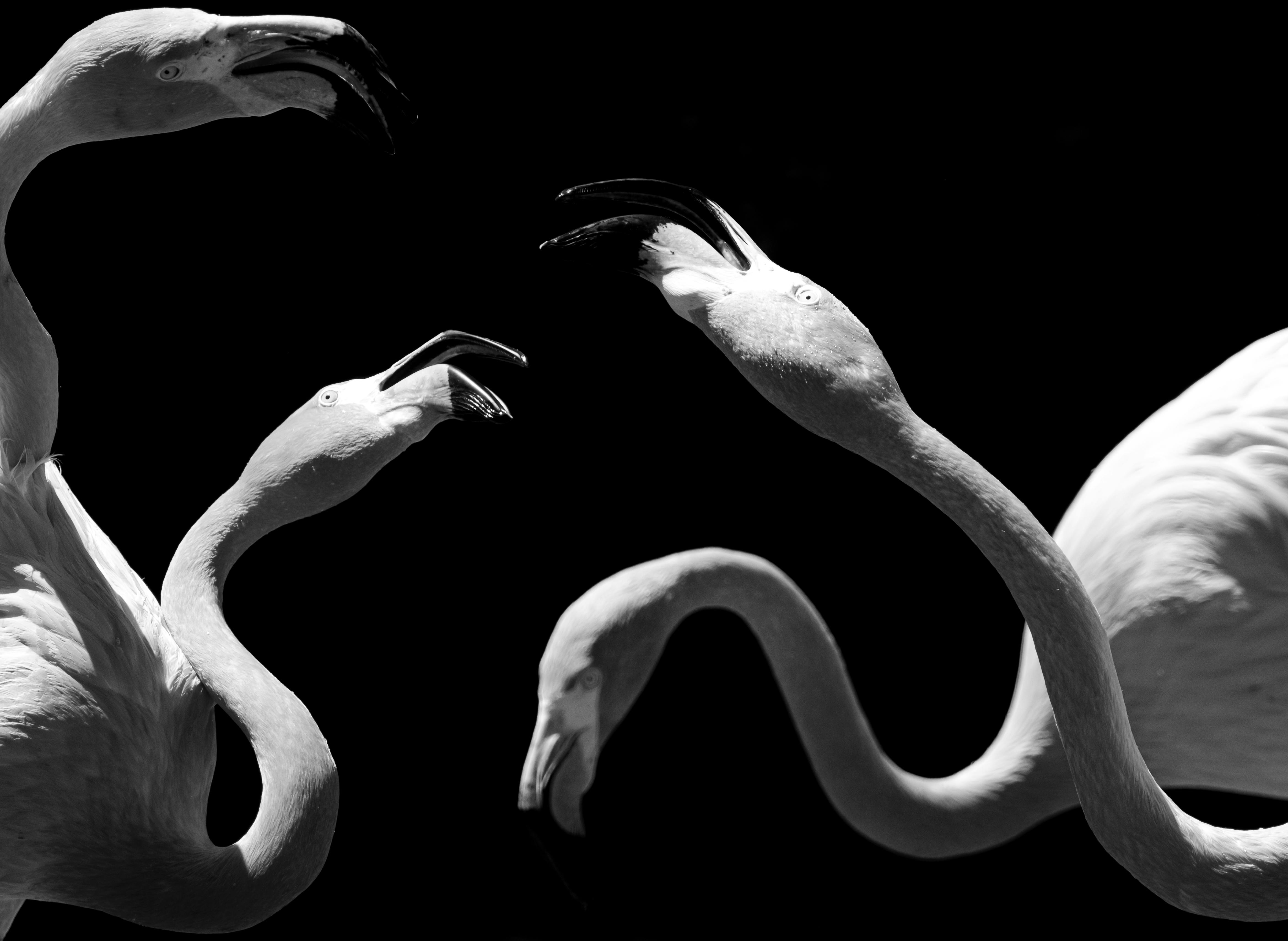 Striking black and white image of flamingos with long necks and graceful poses.