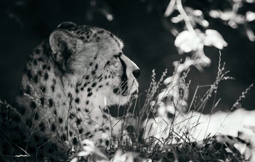 Foto d'estoc gratuïta de a l'aire lliure, animal, blanc i negre