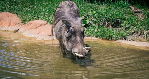 Foto d'estoc gratuïta de aigua, animal, bàrbar