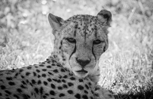 Gratis lagerfoto af dyr, dyreliv, gepard