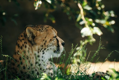 Fotos de stock gratuitas de al aire libre, animal, césped