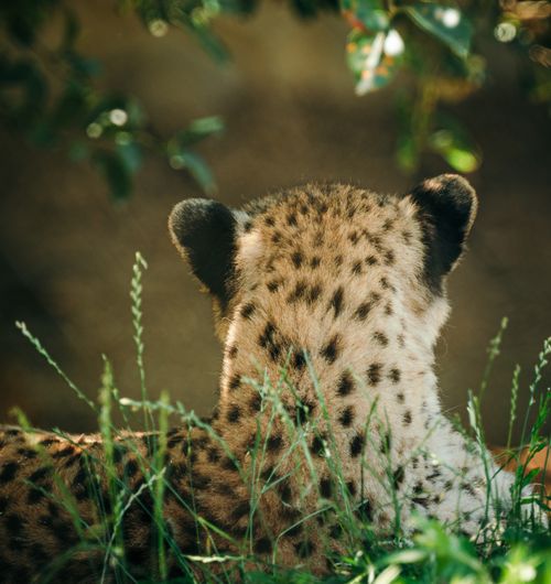 Free Cheetah relaxing in the grass, showcasing natural habitat and wildlife behavior. Stock Photo