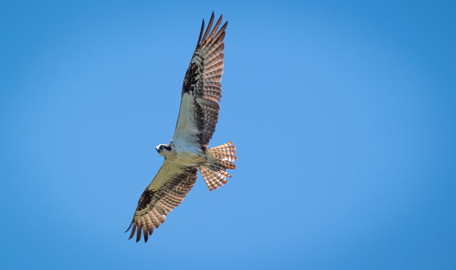 A stunning osprey captured in flight against a vibrant blue sky, showcasing its majestic wingspan.