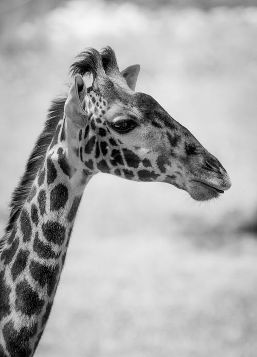 Fotos de stock gratuitas de al aire libre, animal, bárbaro