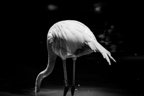 Free Striking black and white image of a flamingo feeding in the water, emphasizing its silhouette. Stock Photo