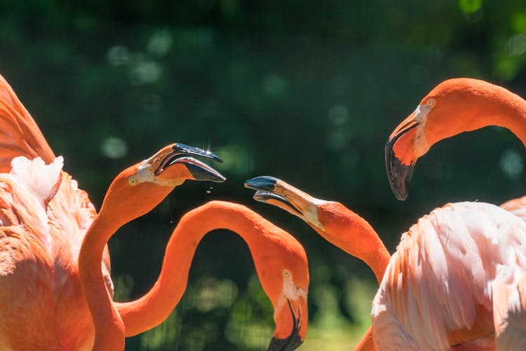 Group Of Flamingoes