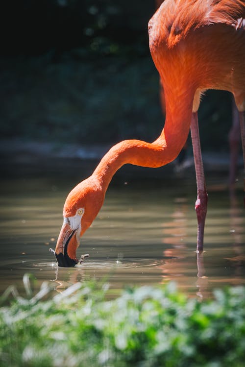 Foto d'estoc gratuïta de a l'aire lliure, aigua, animal