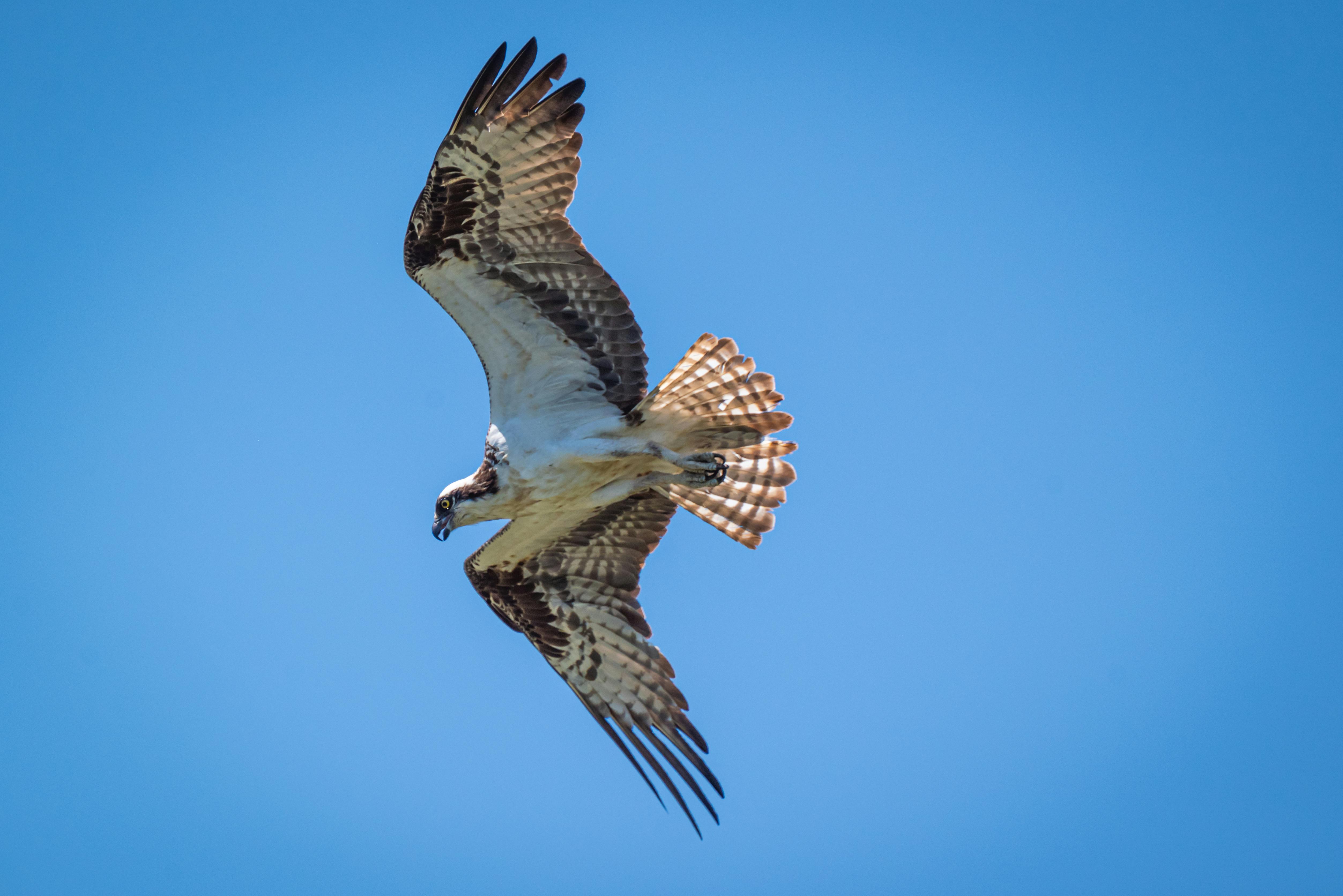 Osprey gliding elegantly through a clear blue sky, showcasing its powerful wings.